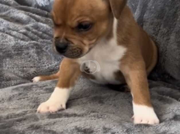 Red staffordshire bull terrier puppies for sale in Neath Abbey, Neath Port Talbot - Image 2