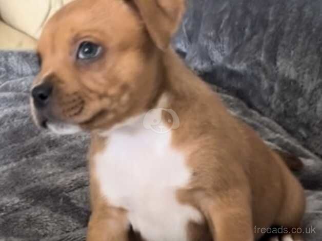 Red staffordshire bull terrier puppies for sale in Neath Abbey, Neath Port Talbot - Image 3