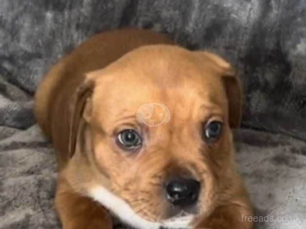 Red staffordshire bull terrier puppies for sale in Neath Abbey, Neath Port Talbot - Image 4