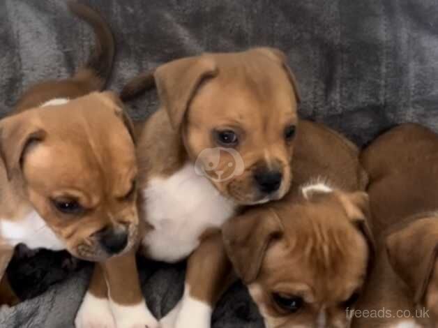 Red staffordshire bull terrier puppies for sale in Neath Abbey, Neath Port Talbot - Image 5