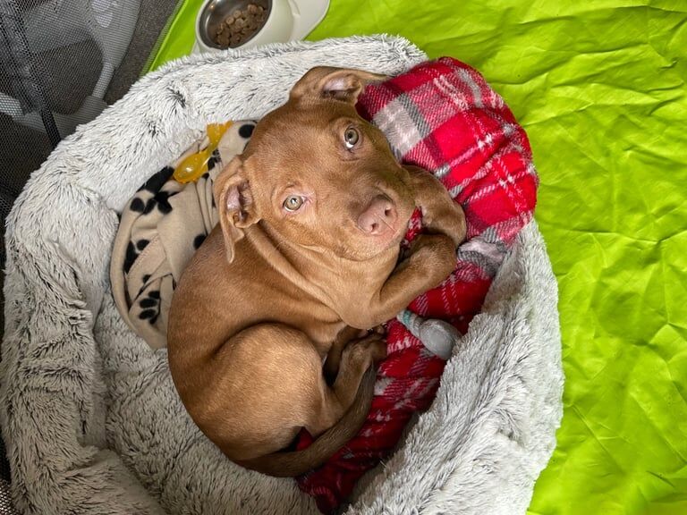 Red Staffordshire bull terrier puppy for sale in Leyland, Lancashire