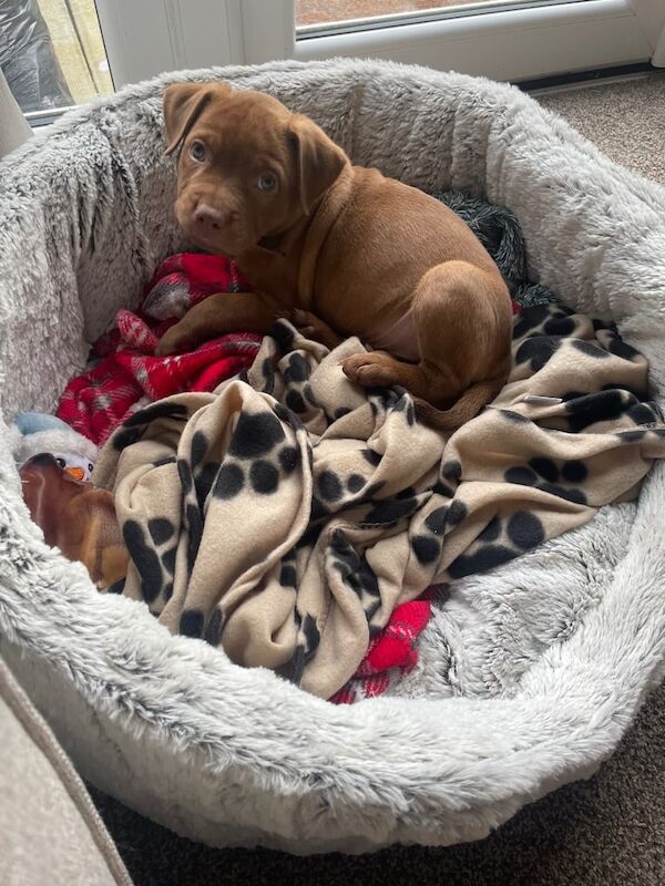 Red Staffordshire bull terrier puppy for sale in Leyland, Lancashire - Image 3