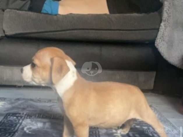 Red staffy puppies for sale in Walsall, West Midlands