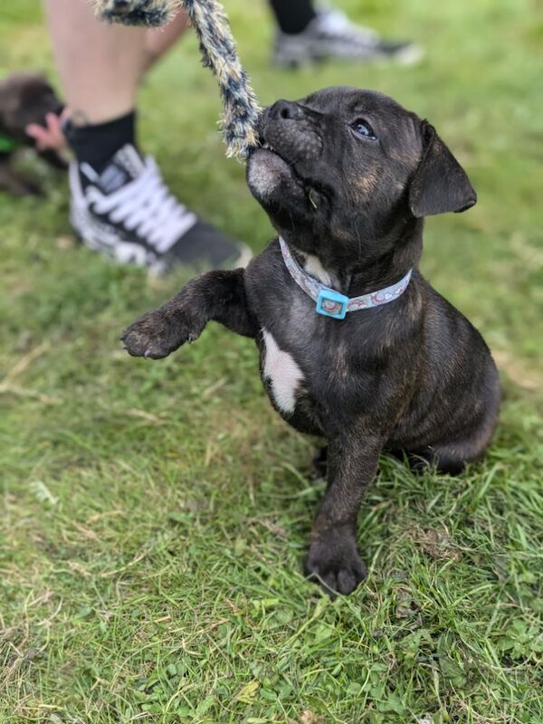 Redlove & Berttorbulls puppies for sale in North Cave, East Riding of Yorkshire