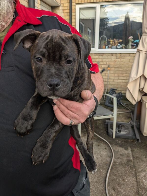 Redlove & Berttorbulls puppies for sale in North Cave, East Riding of Yorkshire - Image 1