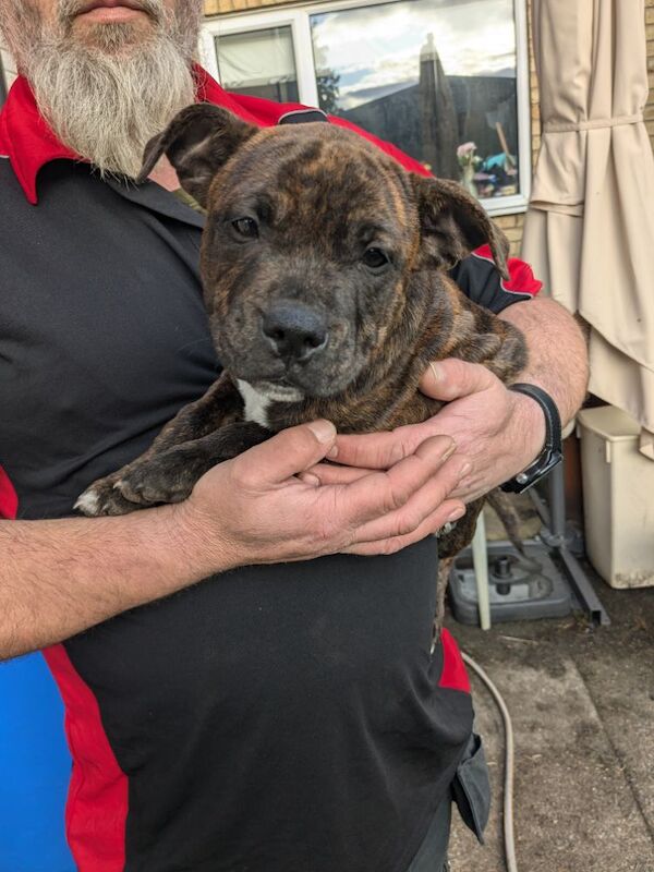 Redlove & Berttorbulls puppies for sale in North Cave, East Riding of Yorkshire - Image 2