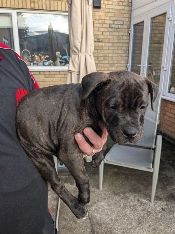 Redlove & Berttorbulls puppies for sale in North Cave, East Riding of Yorkshire - Image 3