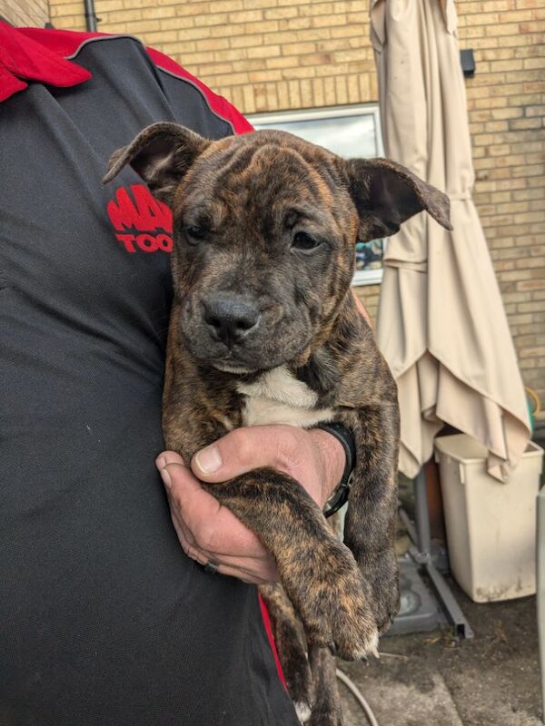 Redlove & Berttorbulls puppies for sale in North Cave, East Riding of Yorkshire - Image 4