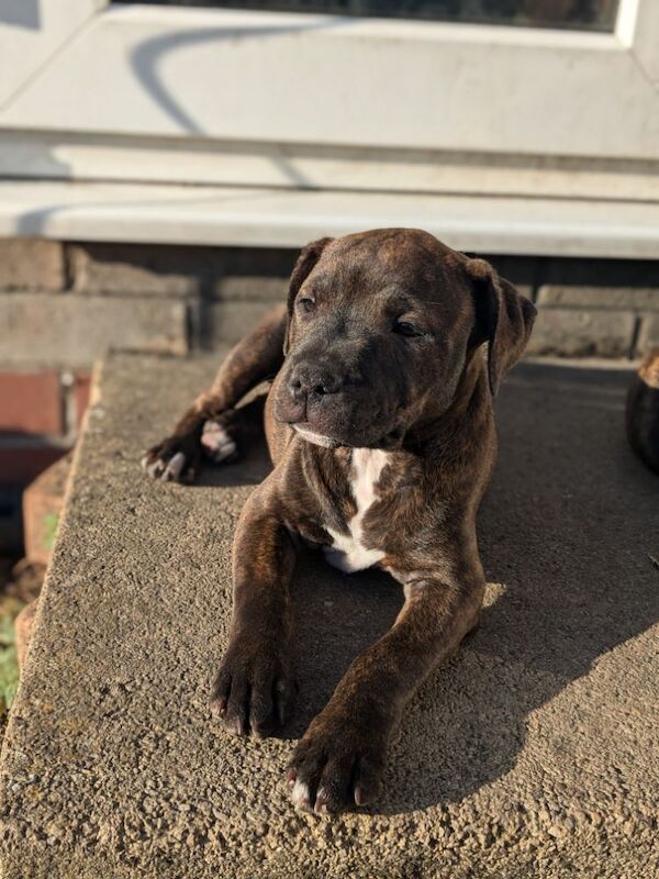 Redlove & Berttorbulls puppies for sale in North Cave, East Riding of Yorkshire - Image 5