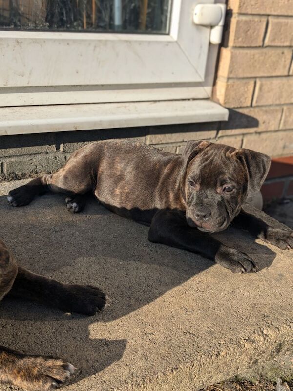 Redlove & Berttorbulls puppies for sale in North Cave, East Riding of Yorkshire - Image 6