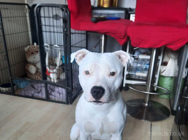 Rehome/adoption for sale in Hastings, East Sussex - Image 2