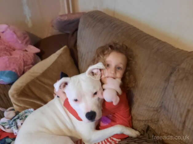 Rehome/adoption for sale in Hastings, East Sussex - Image 5