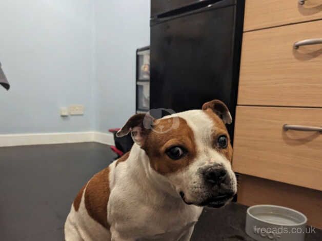 Rehome missy for sale in Bognor Regis, West Sussex