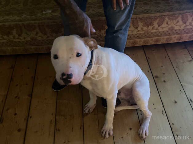 Rehome Staffordshire Bull Terrier for sale in Worthing, Norfolk - Image 1