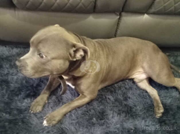 Ricco blue Staffordshire bull terrier for sale in Tredegar, Blaenau Gwent