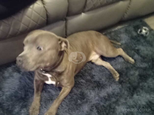 Ricco blue Staffordshire bull terrier for sale in Tredegar, Blaenau Gwent - Image 2