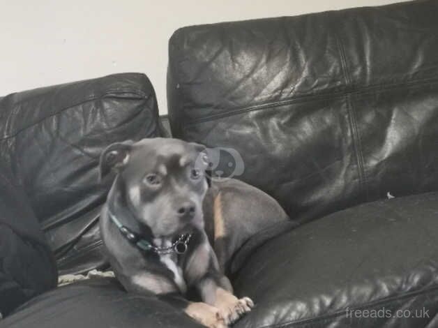 Staffie Puppies for sale