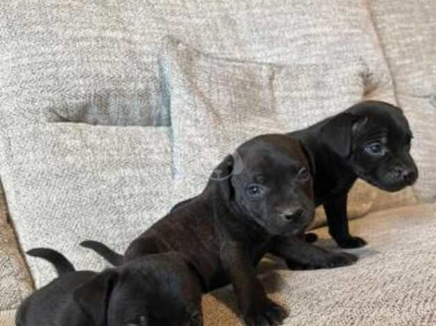 sali maria Staffordshire bull terrier cross patterdale puppies for sale in Harlow, Essex - Image 2