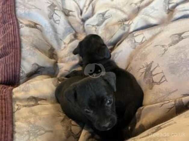 sali maria Staffordshire bull terrier cross patterdale puppies for sale in Harlow, Essex - Image 3