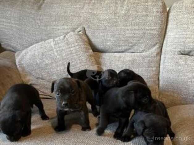 sali maria Staffordshire bull terrier cross patterdale puppies for sale in Harlow, Essex - Image 4