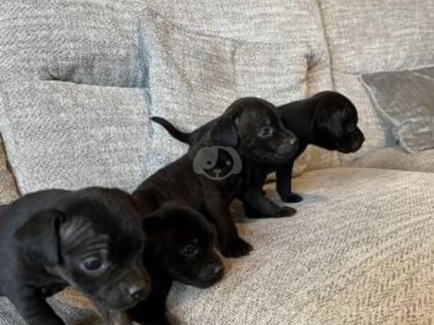 sali maria Staffordshire bull terrier cross patterdale puppies for sale in Harlow, Essex - Image 5