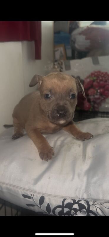 Kennel Club Registered Staffie Puppies For Sale