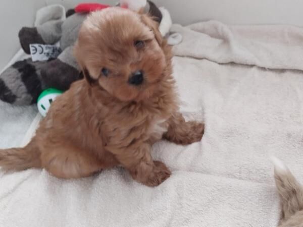 Shih Tzu x patterpoo puppies for sale in Halesowen, West Midlands - Image 1