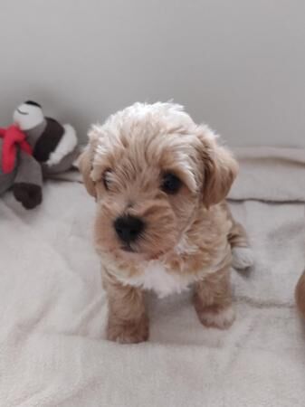 Shih Tzu x patterpoo puppies for sale in Halesowen, West Midlands - Image 2