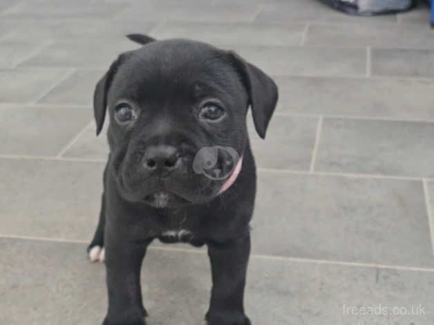 Show quality Staffordshire bull terrier puppies for sale in Swansea, Swansea - Image 2