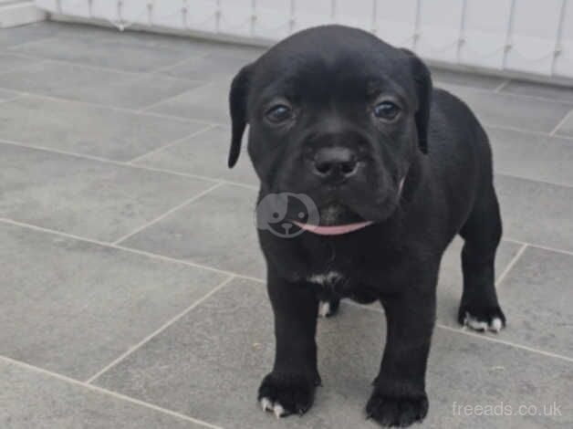 Show quality Staffordshire bull terrier puppies for sale in Swansea, Swansea - Image 3