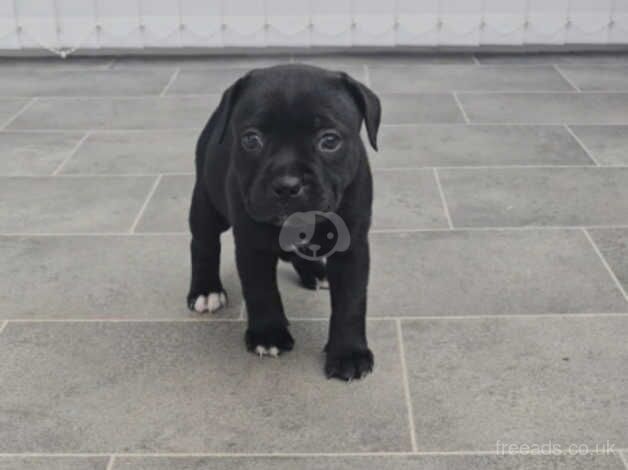 Show quality Staffordshire bull terrier puppies for sale in Swansea, Swansea - Image 4