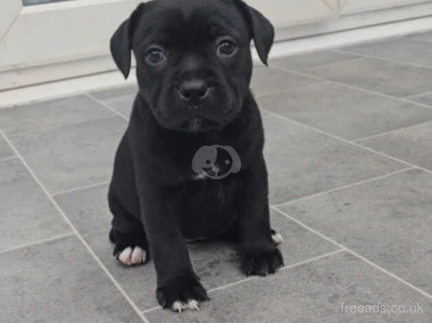 Show quality Staffordshire bull terrier puppies for sale in Swansea, Swansea - Image 5