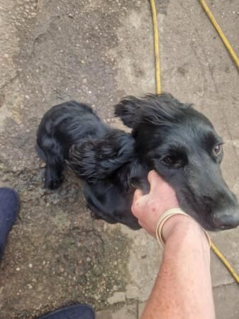 Sprocker dog 16months old for sale in Cannock, Staffordshire