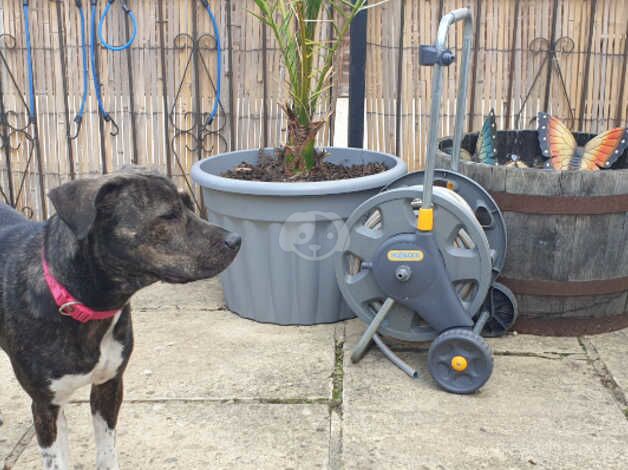 Staff cross female for sale in Oxford, Staffordshire