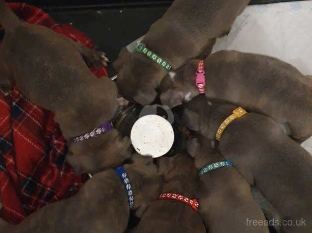 Staffie Puppies for sale in East Riding of Yorkshire