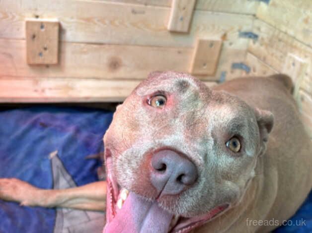 Staff Pei puppies for sale in Chard, Somerset - Image 3