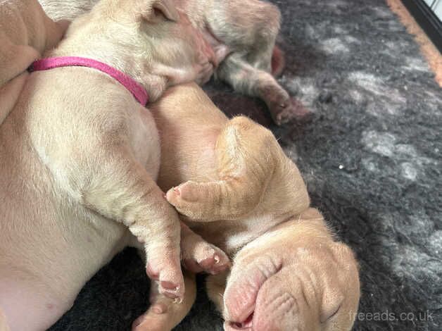 Staff Pei puppies for sale in Chard, Somerset - Image 5