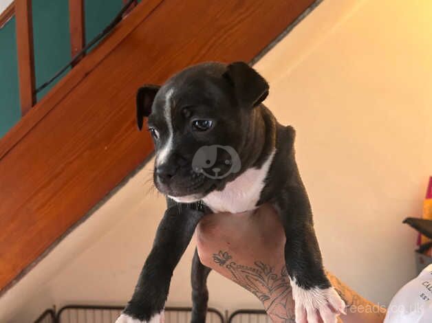 Staff pup for sale in Caerphilly, Caerphilly - Image 1