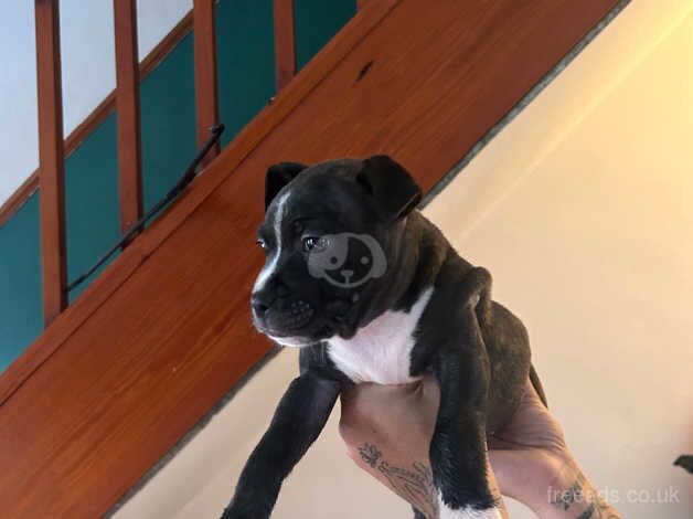 Staff pup for sale in Caerphilly, Caerphilly - Image 2