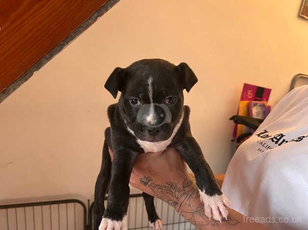 Staff pup for sale in Caerphilly, Caerphilly - Image 3