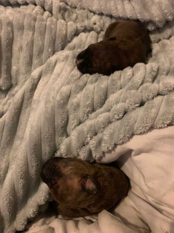 Staffie Puppies for sale