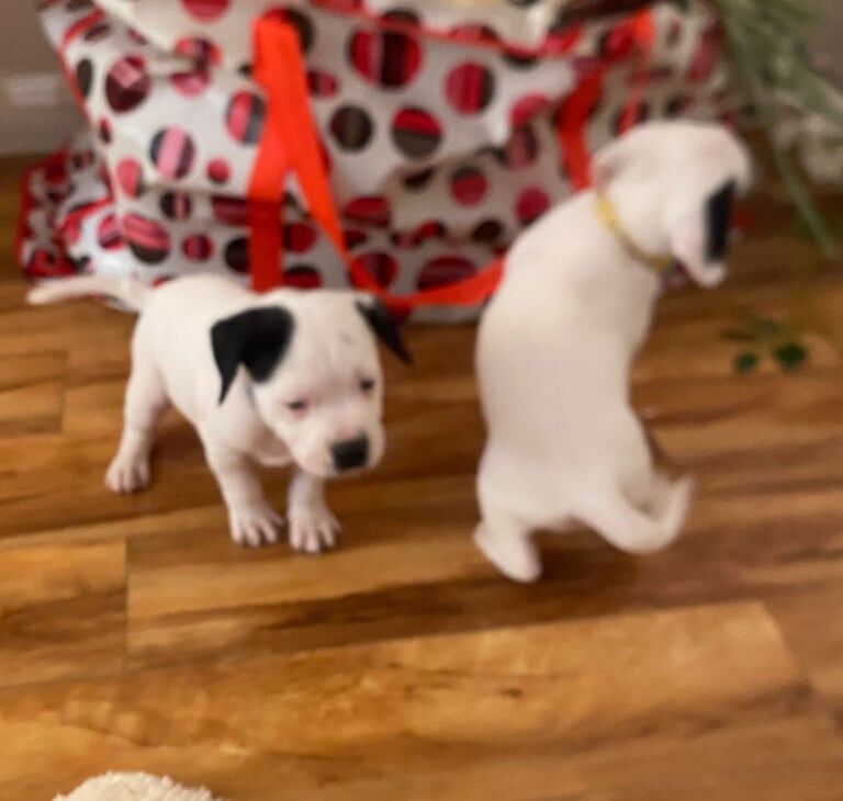 Staff puppies for sale in Woodford, Greater London