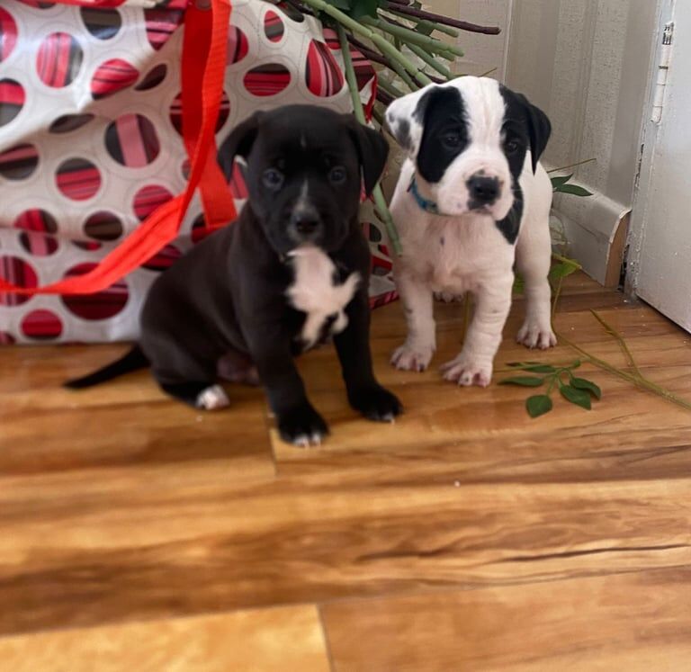 Staff puppies for sale in Woodford, Greater London - Image 2