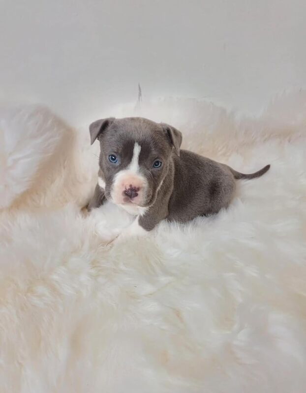 Staff puppies for sale in Redbridge, Greater London