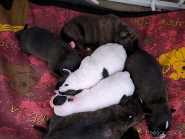 Staff puppies for sale in Dukinfield, Greater Manchester