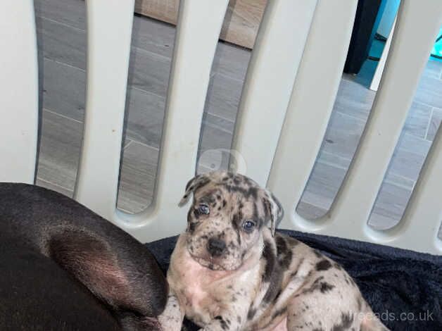 Staff puppy for sale staffy x for sale in Croydon, London