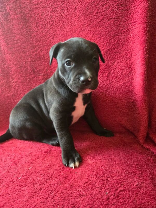 Staffie Puppies For Sale Under £1,000