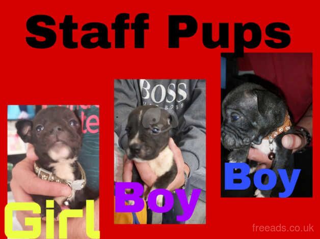 Staff pups for sale in Leigh, Greater Manchester