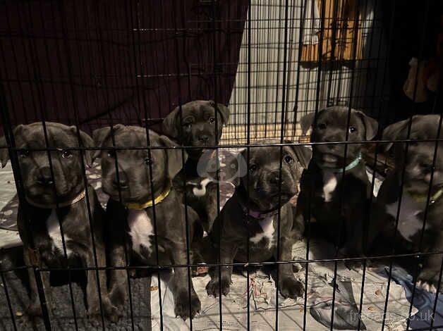 Staff pups for sale in Llanrwst, Conwy - Image 1