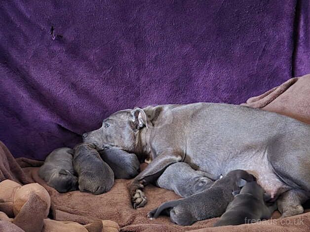 Staff pups for sale in Llanrwst, Conwy - Image 2